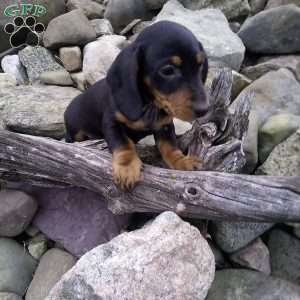 Digger, Dachshund Puppy
